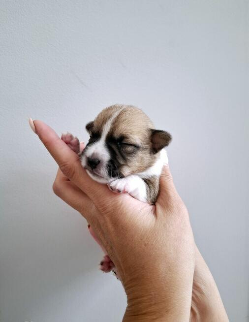 Ceylon Jack Russell Terrier FCI