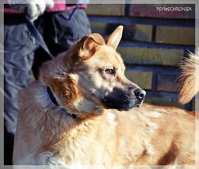 Wafel – naprawdę fajny, pragnący bliskości psi młodziak
