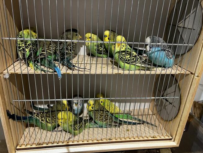 Papuga falista, papugi faliste młode