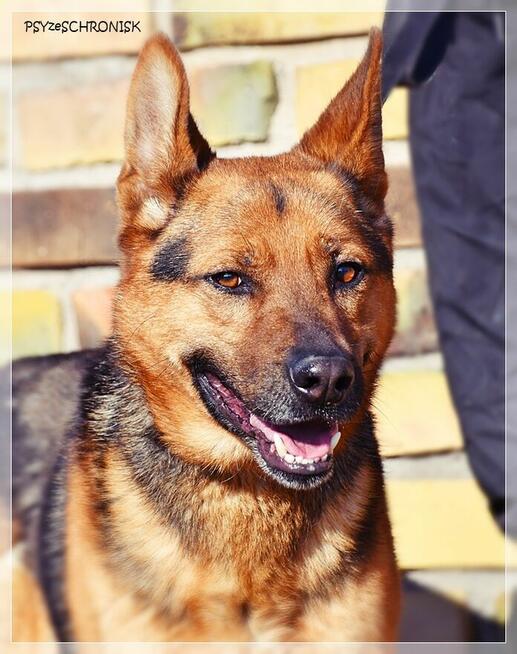 Cywil – rozważny, proludzki, pozytywny psiak na końcu świata