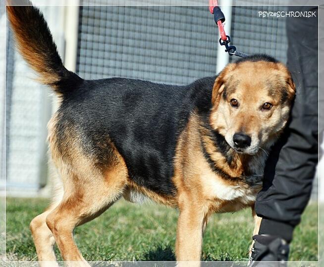 Witek – przy człowieku rozkwita jakby był szczeniakiem