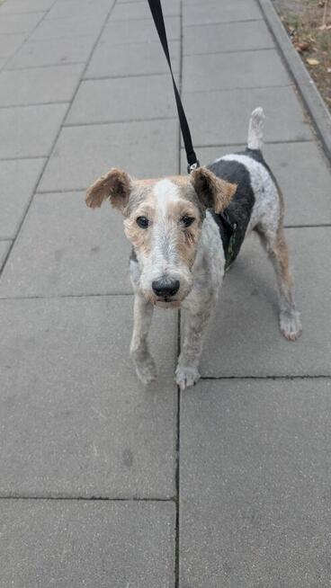 Aster szuka domu !!!