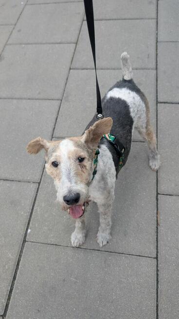 Aster szuka domu !!!