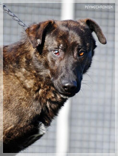Loko – cudowny młodziak tym razem musi znaleźć dom!