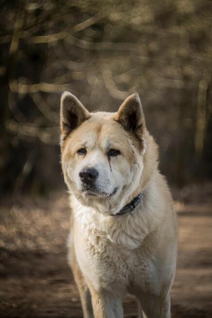 Piernik - w typie Akita; książkowy przykład swojej rasy