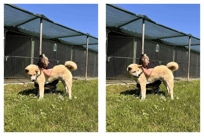 Piernik - w typie Akita; książkowy przykład swojej rasy