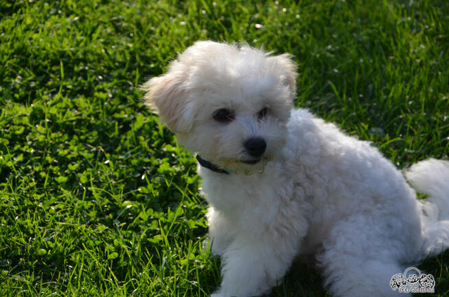 Bichon FCI /ZKwP/ostatni piesek.