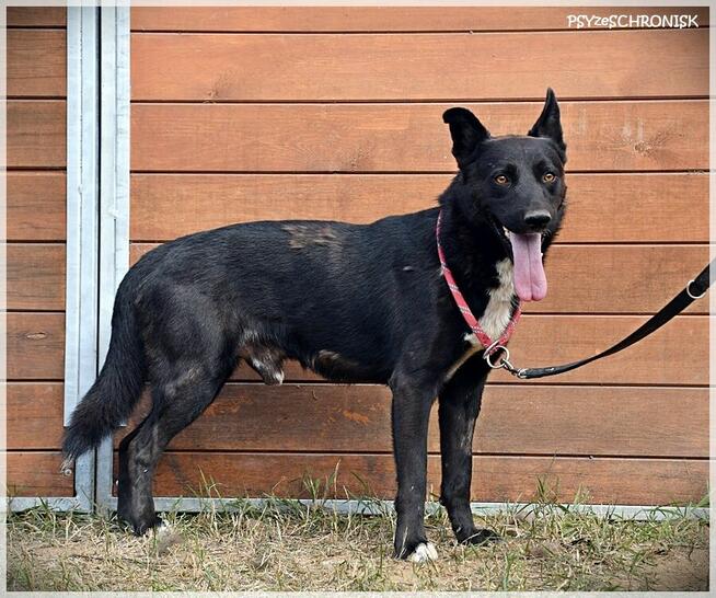 Dorian – bystry, rezolutny „owczarkowaty” przystojniak