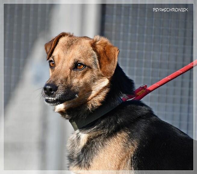 Kajetan – delikatny, młody psiak szuka kochającego domu