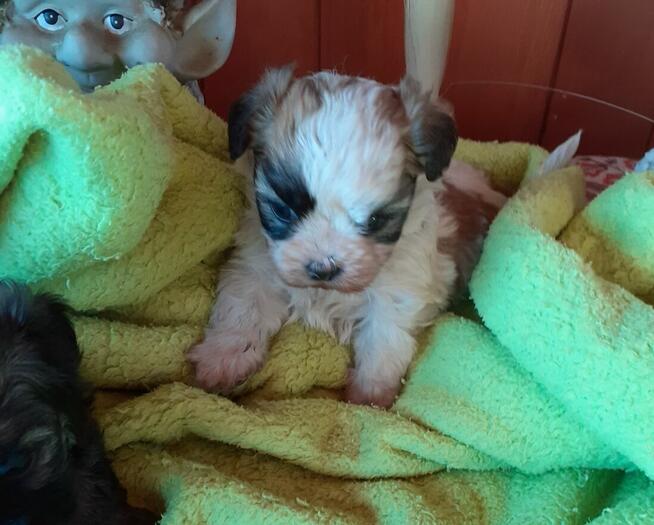 Malshi (maltanczyk shih tzu)