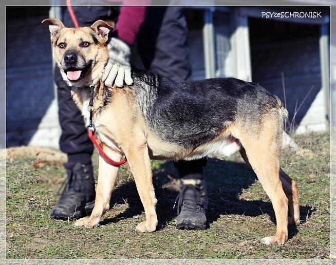 Rudolf – gdyby miał ogon, to merdałby nim non stop