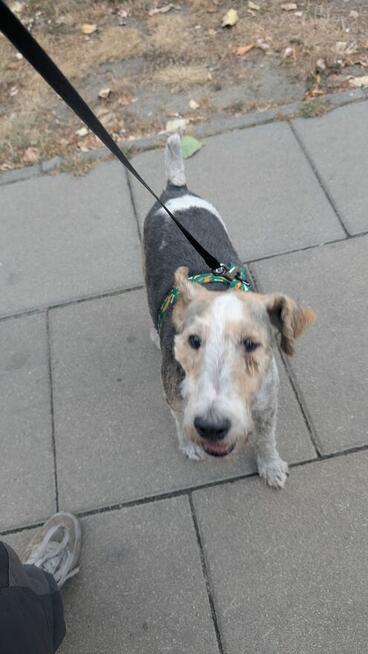 Aster szuka domu !!!