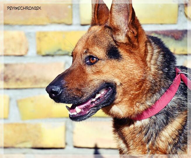 Cywil – rozważny, proludzki, pozytywny psiak na końcu świata