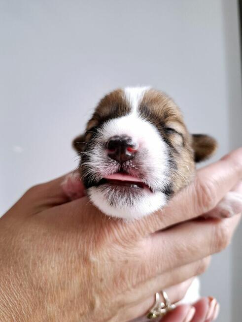 Choco Jack Russel Terrier FCI ZKwP