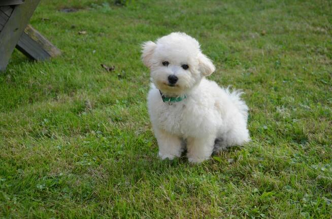 Bichon FCI /ZKwP/ostatni piesek.