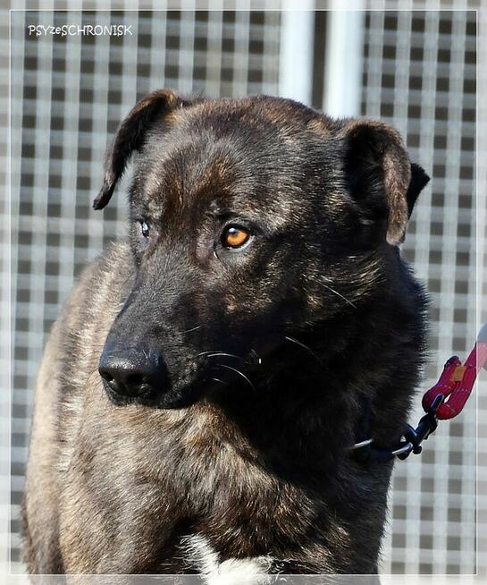 Loko – cudowny młodziak tym razem musi znaleźć dom!