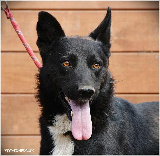 Dorian – bystry, rezolutny „owczarkowaty” przystojniak