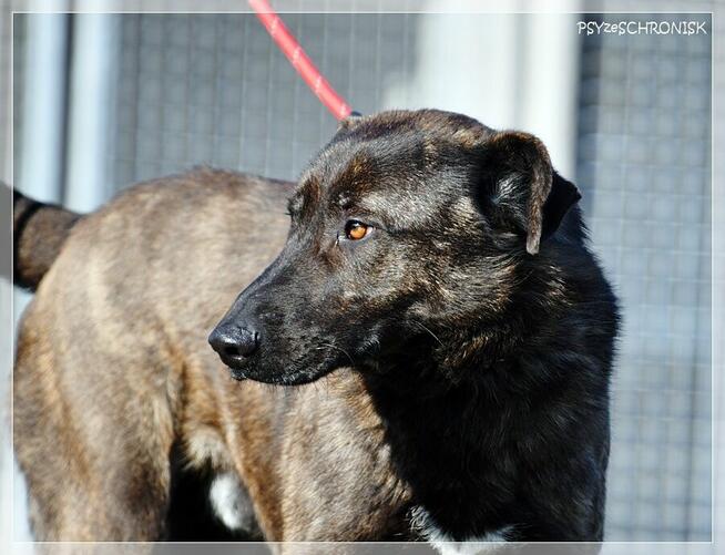 Loko – cudowny młodziak tym razem musi znaleźć dom!