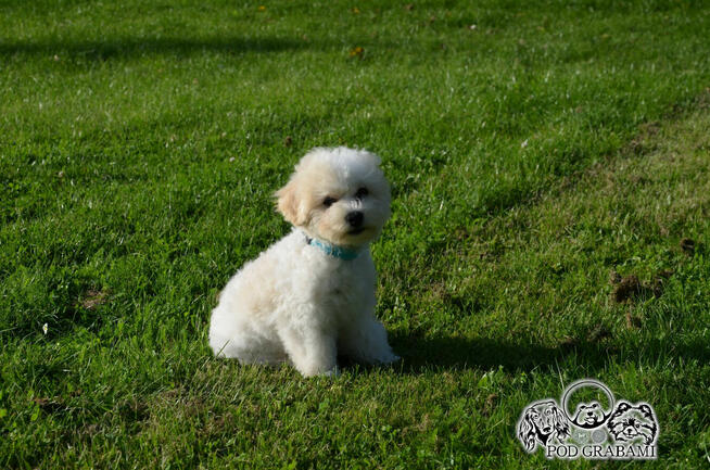 Bichon FCI /ZKwP/ostatni piesek.