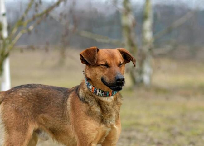 Tofik - wesoły i towarzyski psiak rozkochujący w sobie ludzi