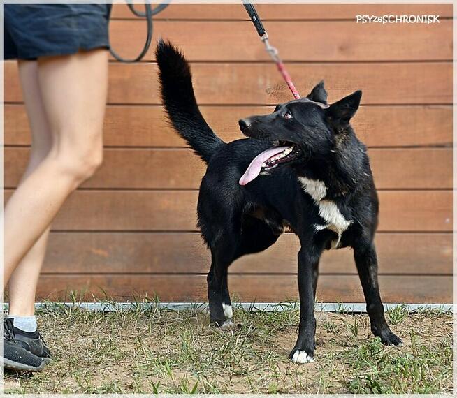 Dorian – bystry, rezolutny „owczarkowaty” przystojniak