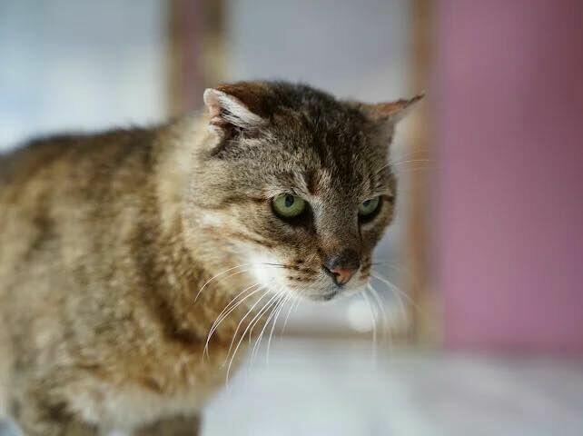 Moris - otwarty i towarzyski