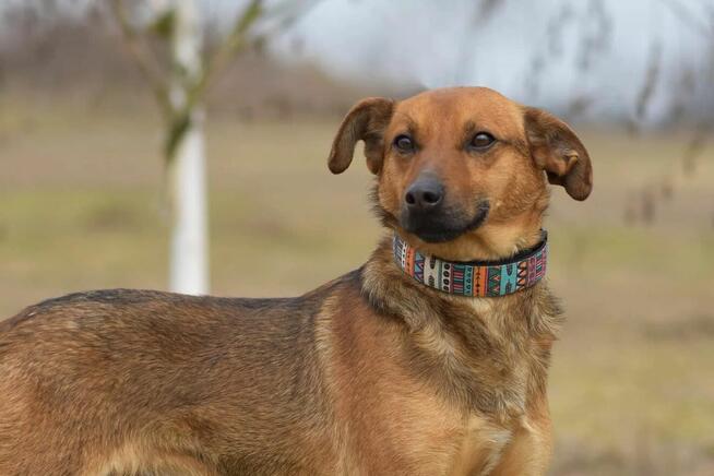 Tofik - wesoły i towarzyski psiak rozkochujący w sobie ludzi