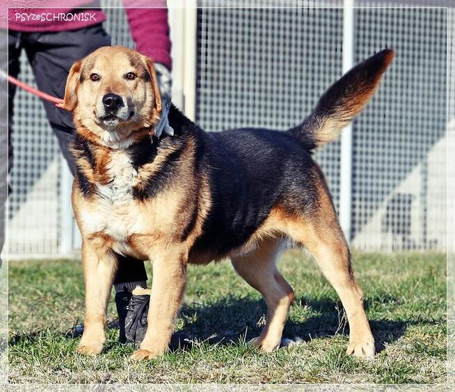 Witek – przy człowieku rozkwita jakby był szczeniakiem