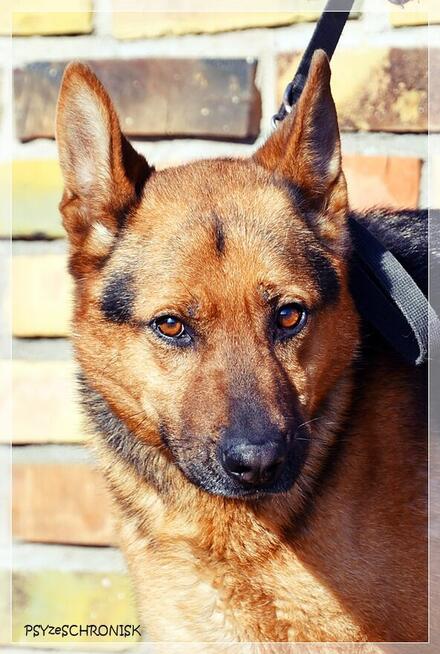 Cywil – rozważny, proludzki, pozytywny psiak na końcu świata