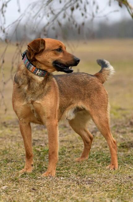 Tofik - wesoły i towarzyski psiak rozkochujący w sobie ludzi