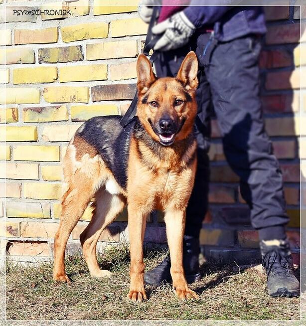 Cywil – rozważny, proludzki, pozytywny psiak na końcu świata