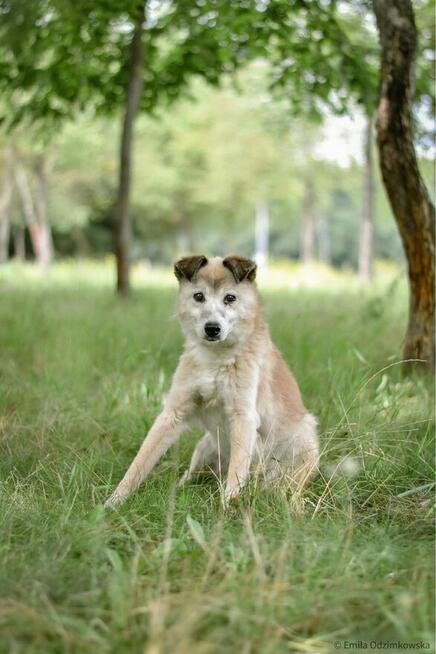 Granda- 17 letnia suczka do pilnej adopcji