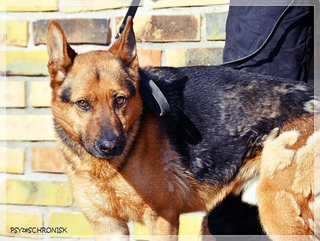 Cywil – rozważny, proludzki, pozytywny psiak na końcu świata