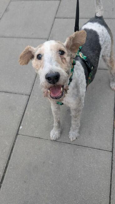 Aster szuka domu !!!