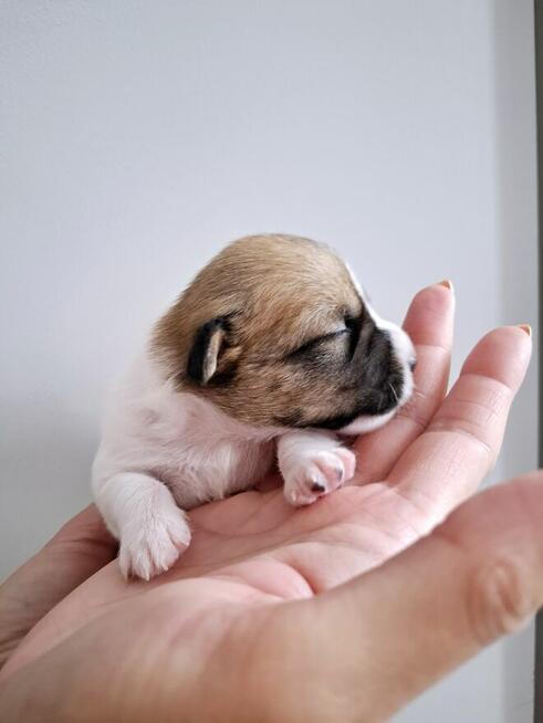 Ceylon Jack Russell Terrier FCI