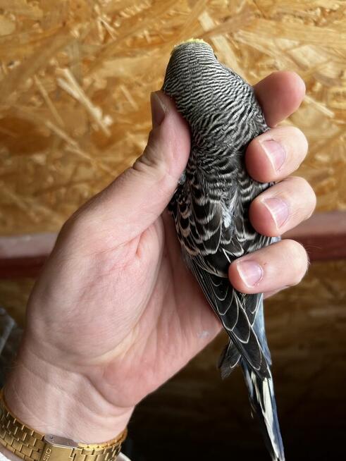 Papuga falista, papugi faliste młode