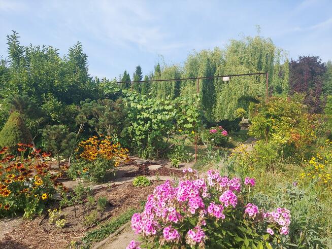 Działka ROD 385m2 z altaną 30,6m2 w Śremie