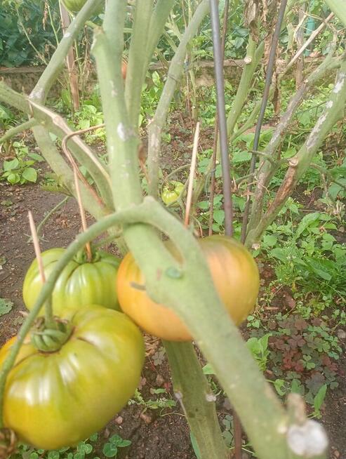 Do sprzedania warzywa owoce