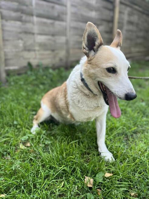 Kochany ułożony psiak kochający spacery poleca się do adopcj