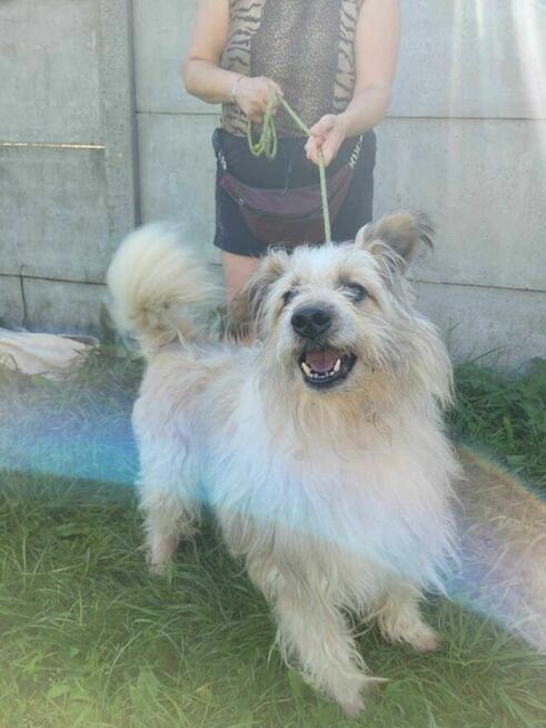 Pokorny FILC w typie owczarka katalońskiego szuka domu !!