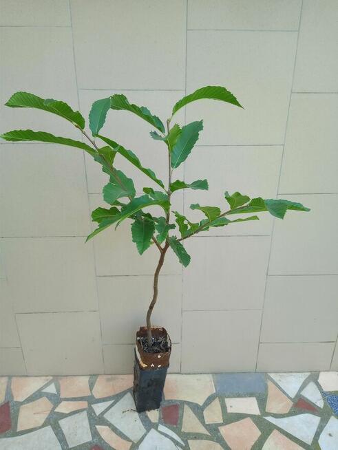 Sprzedam rośliny z mojego ogrodu