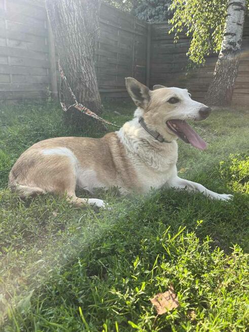 Kochany ułożony psiak kochający spacery poleca się do adopcj