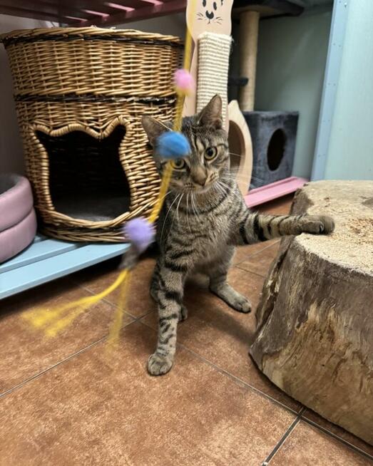 Sebastian / Samsung - młodzik piękny i delikatny