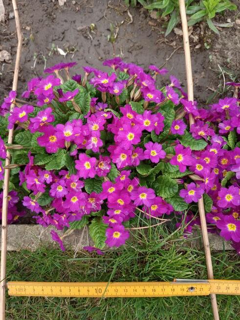 Sprzedam tanio rośliny z mojego ogrodu