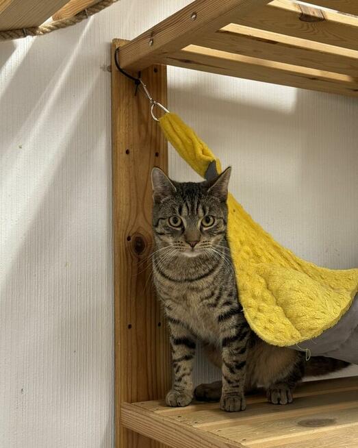 Sebastian / Samsung - młodzik piękny i delikatny