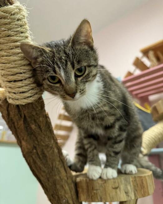 Kinga - zwariowanie kicia szuka zbzikowanego człowieka