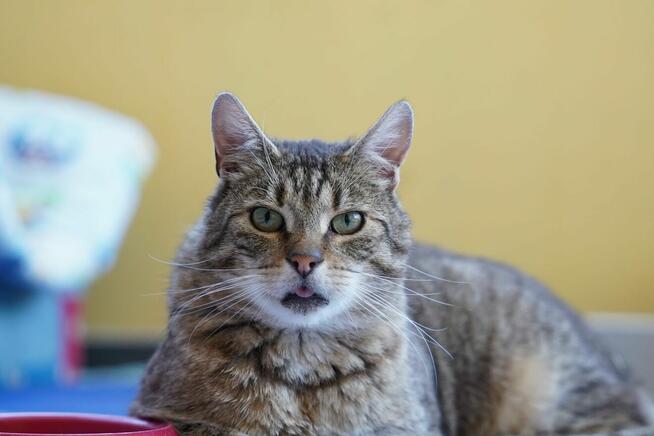 Brit – cichy obserwator i wierny towarzysz