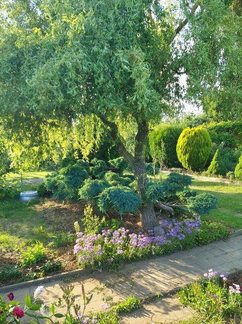 Działka ROD 385m2 z altaną 30,6m2 w Śremie