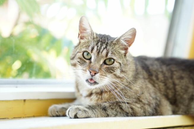 Brit – cichy obserwator i wierny towarzysz