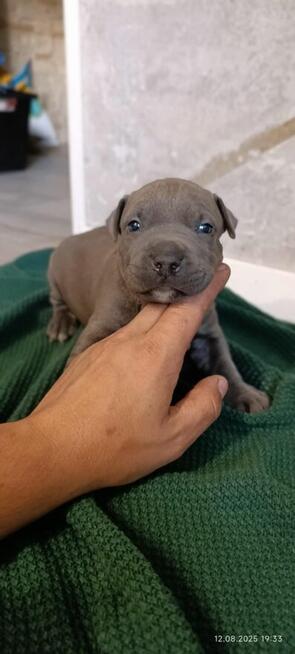 American Staffordshiere Terrier